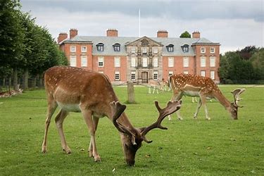 The house and deers